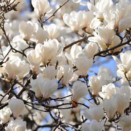 1 szt., Magnolia Alba Superba - Sadzonki: Ilość w opakowaniu: 1 szt.