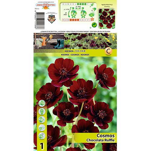 1 szt., Nachyłek (Kosmos) Chocolate Ruffle - Byliny: Ilość w opakowaniu: 1 szt.