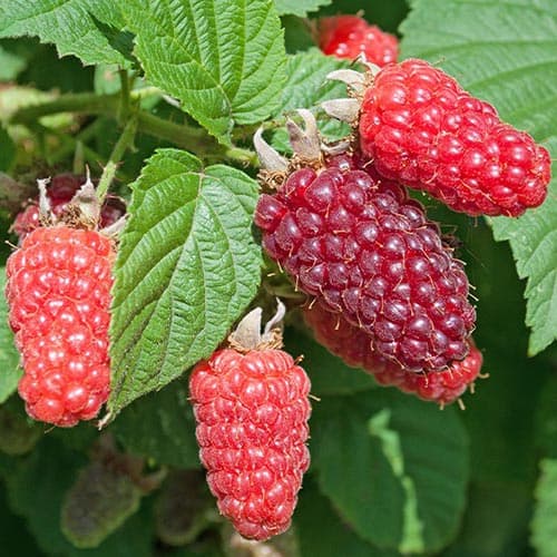 1 sadz, Malinojeżyna Buckingham - Sadzonki: Ilość w opakowaniu: 1 sadz