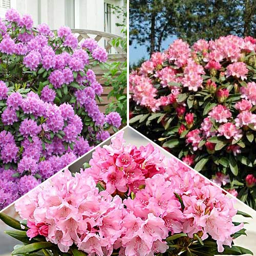 3 sadz, Super oferta! Zestaw Rhododendronów, 3 sadzonki - Sadzonki: Ilość w opakowaniu: 3 sadz