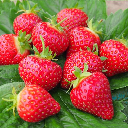 5 saz, Jahoda Honeoye - : Monžstvo balíkov: 5 saz