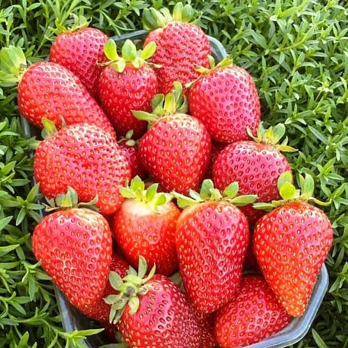 5 saz, Jahoda Albion - : Monžstvo balíkov: 5 saz