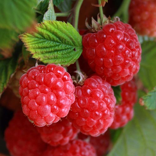 5 saz, Malina Pitic - : Monžstvo balíkov: 5 saz