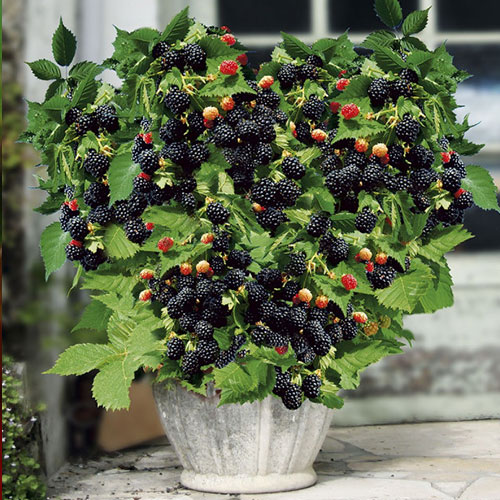 5 saz, Ostružina Pitic - : Monžstvo balíkov: 5 saz