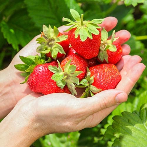 5 saz, Jahoda Monterey - : Monžstvo balíkov: 5 saz