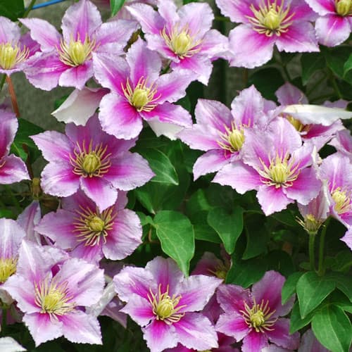 1 Pflanze(n), Clematis Piilu, P9 - Setzlinge: Ilość w opakowaniu: 1 Pflanze(n)