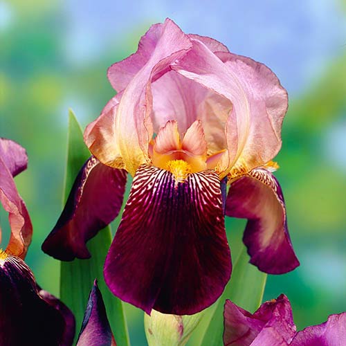 1 Stück, Bartiris (Iris) Ambassadeur - Blumenzwiebeln: Ilość w opakowaniu: 1 Stück