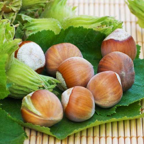 1 Pflanze(n), Haselnuss Yamhill - Setzlinge: Ilość w opakowaniu: 1 Pflanze(n)