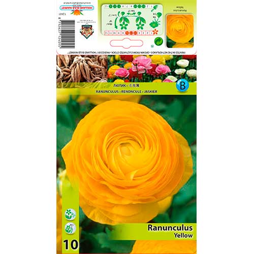 Ranunculus (Ranúnculo Asiático) Yellow - Bulbos: Ilość w opakowaniu: 10 bulbe