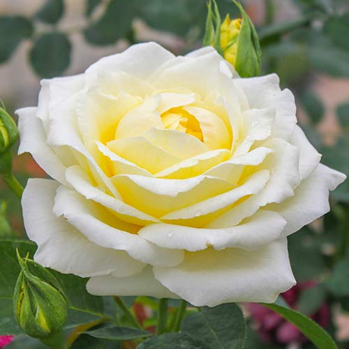 Rosa de flor grande Chopin - Plântulas: Ilość w opakowaniu: 1 plant