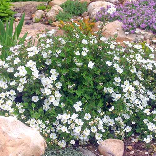 1 sadz, Pięciornik krzewiasty Abbotswood - Sadzonki: Ilość w opakowaniu: 1 sadz