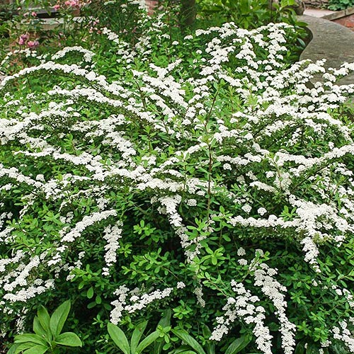 1 sadz, Tawuła nippońska Snowmound - Sadzonki: Ilość w opakowaniu: 1 sadz