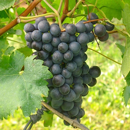 1 saz, Vinná réva Saint Laurent - : Monžstvo balíkov: 1 saz