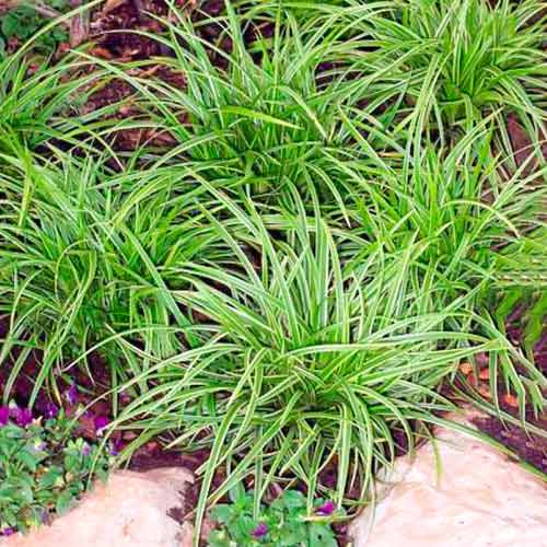 1 db, Sás Ice Dance - Palánták: Mod de ambalare: 1 db