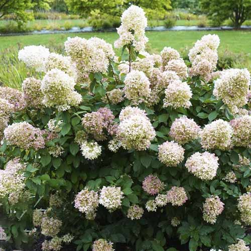 1 Pflanze(n), Rispenhortensie Magical Candle PBR, C3 - Setzlinge: Ilość w opakowaniu: 1 Pflanze(n)