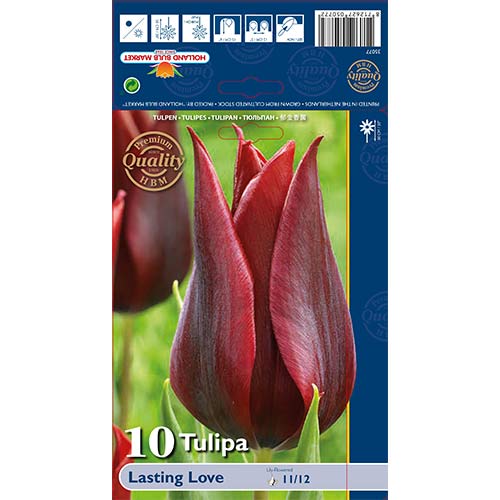 10 Stück, Tulpe Lasting Love - Blumenzwiebeln: Ilość w opakowaniu: 10 Stück