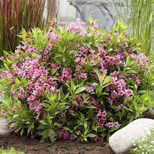 1 Pflanze(n), Weigelie Cappucino PBR, C3 - Setzlinge: Ilość w opakowaniu: 1 Pflanze(n)