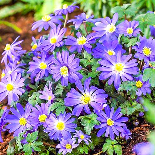 15 Stück, Windröschen (Anemone) Blanda Blue Shades - Blumenzwiebeln: Ilość w opakowaniu: 15 Stück