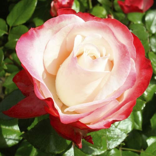 1 Pflanze(n), Großblumige Rose Nostalgia - Setzlinge: Ilość w opakowaniu: 1 Pflanze(n)