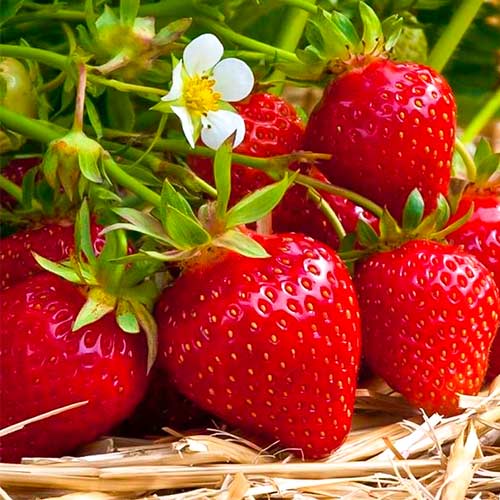 5 Setzling(e), Erdbeeren Ostara - Setzlinge: Ilość w opakowaniu: 5 Setzling(e)
