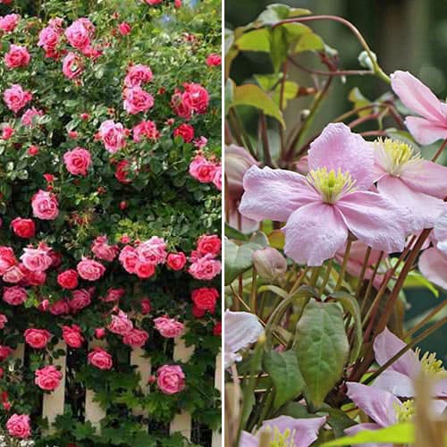 2 sadz, Super oferta! Zestaw Idealna para, róża i clematis - Sadzonki: Ilość w opakowaniu: 2 sadz