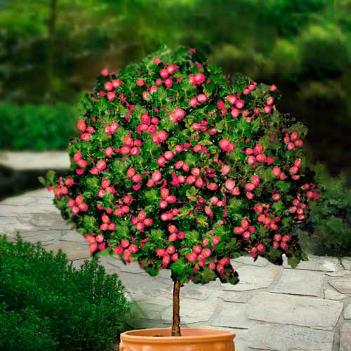 1 szt, Agrest czerwony na pniu Hinnonmaki Rot - Sadzonki: Ilość w opakowaniu: 1 sadz