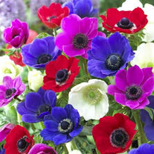 8 cebul, Tani pakiet! Zawilec (Anemone) The Caen, mix kolorów - Cebule: Ilość w opakowaniu: 8 cebul