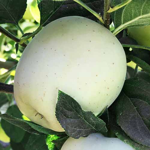 1 saz, Jabloň Willow - : Monžstvo balíkov: 1 saz