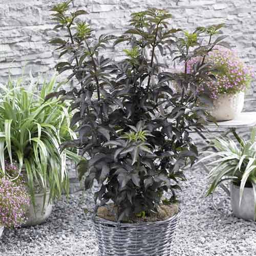 1 saz, Bez černý Black Tower PBR, C5 - : Monžstvo balíkov: 1 saz