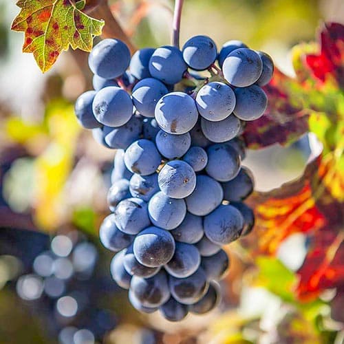 1 Pflanze(n), Weintraube Schuyler - Setzlinge: Ilość w opakowaniu: 1 Pflanze(n)