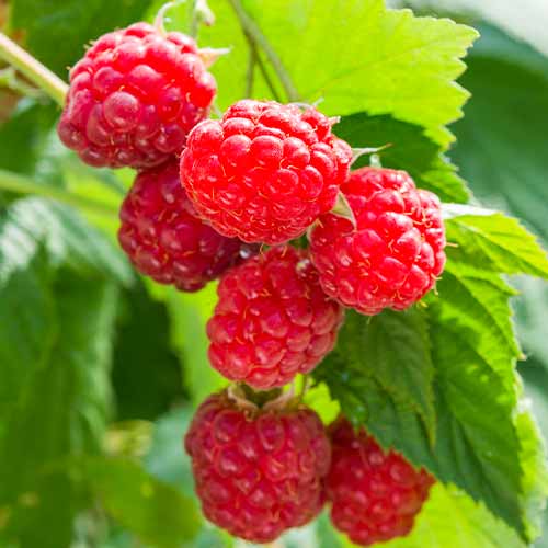 Framboesa remontante Sugana - Plântulas: Ilość w opakowaniu: 1 plant