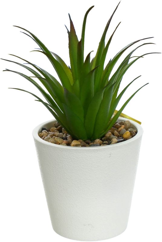 Agawa Jumi w doniczce cementowej 18 cm