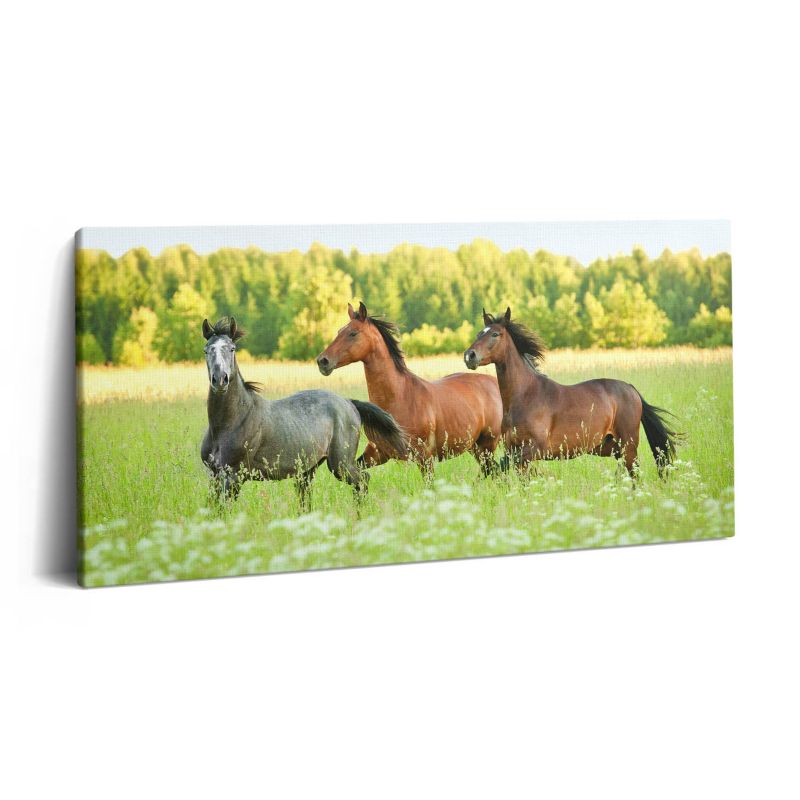 Obraz na płótnie Wallfluent 140x70 cm Konie rumaki na łące 1 szt.