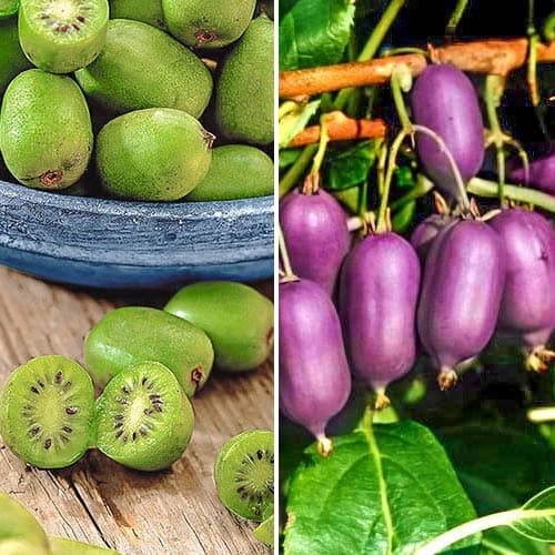 Tolles Angebot! Mini-Kiwi (Actinidia) grün Duo, Set mit 2 Setzlingen - Setzlinge: Ilość w opakowaniu: 2 Pflanze(n)