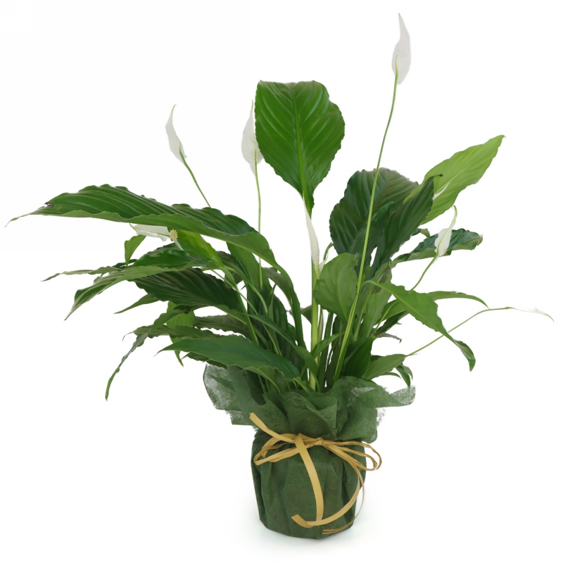 Kwiat doniczkowy Skrzydłokwiat