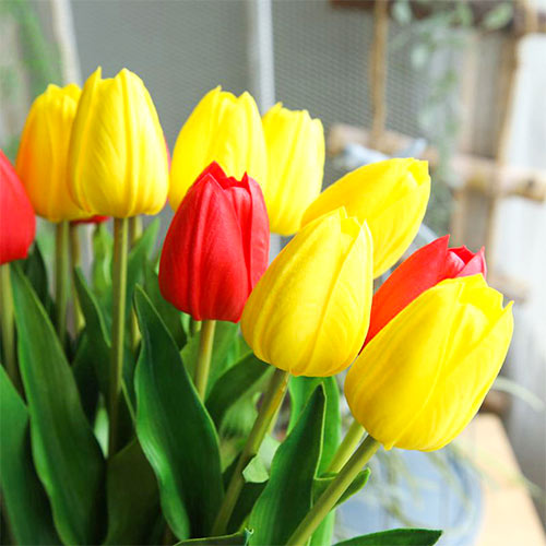 1 szt, Super oferta! Tulipan Darwina, zestaw 25 cebul - Cebule: Ilość w opakowaniu: 25 szt.