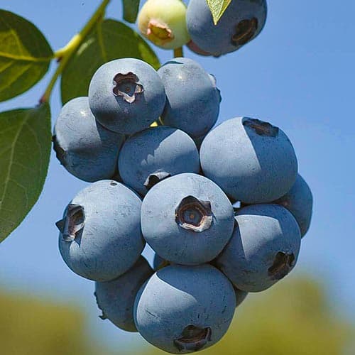 1 saz, Borůvka Polaris - : Monžstvo balíkov: 1 saz