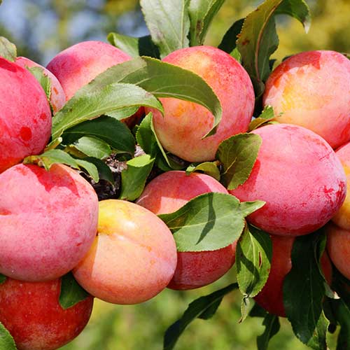 1 db, Szilva Red Freedom - Palánták: Mod de ambalare: 1 db