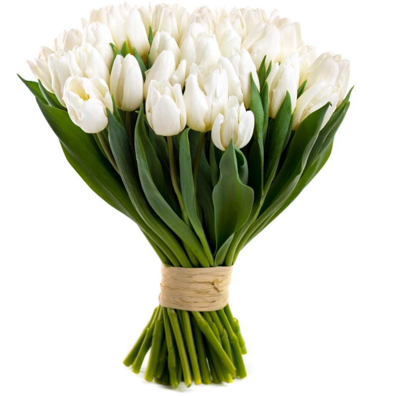 Bukiet białe tulipany