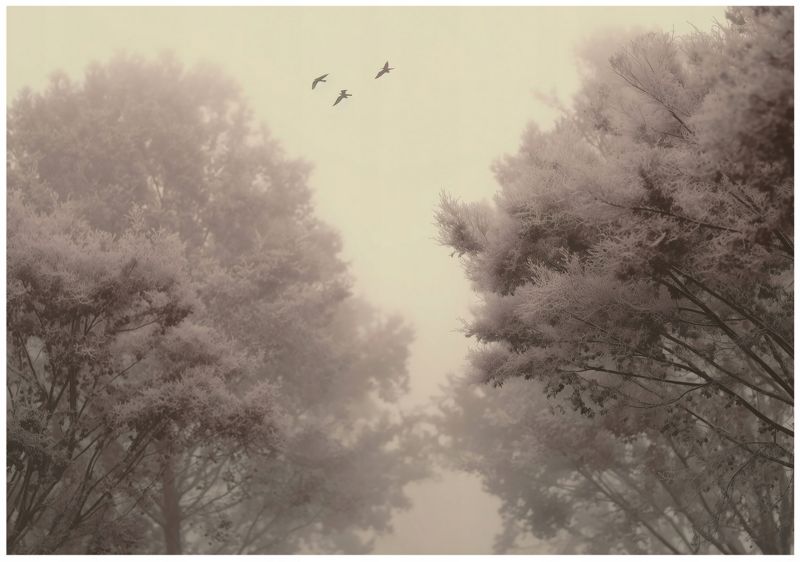 Fototapeta WALLARENA Do Sypialni Salonu Na Flizelinie Las Natura Drzewa Beżowy 400x280 cm 16089VX8 1 szt.