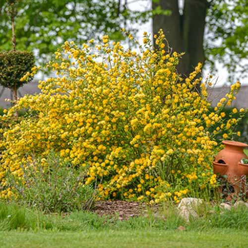 1 sadz, Złotlin japoński Aureovariegata - Sadzonki: Ilość w opakowaniu: 1 sadz