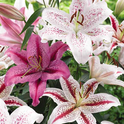 1 szt, Lilia tygrysia, mix kolorów - Cebule: Ilość w opakowaniu: 5 cebul