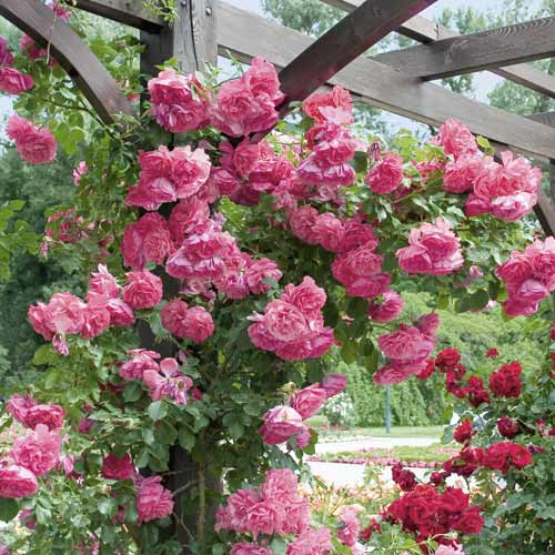 1 saz, Růže pnouca Rosarium Uetersen - : Monžstvo balíkov: 1 saz