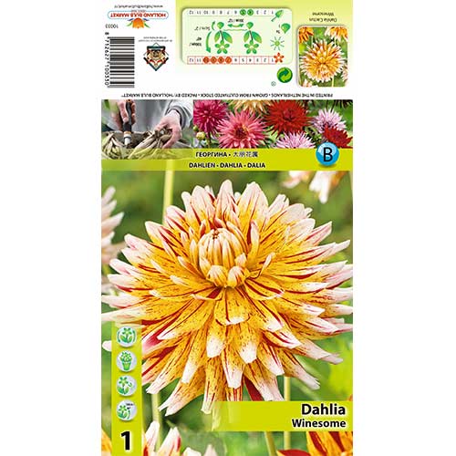 1 db, Dália Winesome - Évelő: Mod de ambalare: 1 db