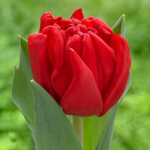 10 Stück, Tulpe Prince of Marvel - Blumenzwiebeln: Ilość w opakowaniu: 10 Stück