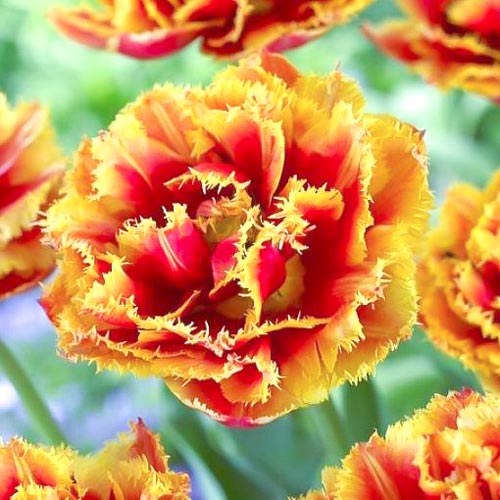8 Stück, Tulpe Crispion Beauty - Blumenzwiebeln: Ilość w opakowaniu: 8 Stück