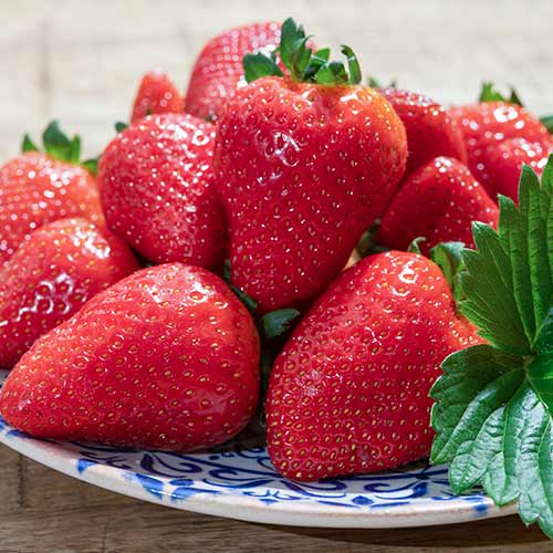 5 Setzling(e), Erdbeeren Lambada - Setzlinge: Ilość w opakowaniu: 5 Setzling(e)