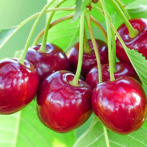 Cereja Samba, С2 - Plântulas: Ilość w opakowaniu: 1 plant