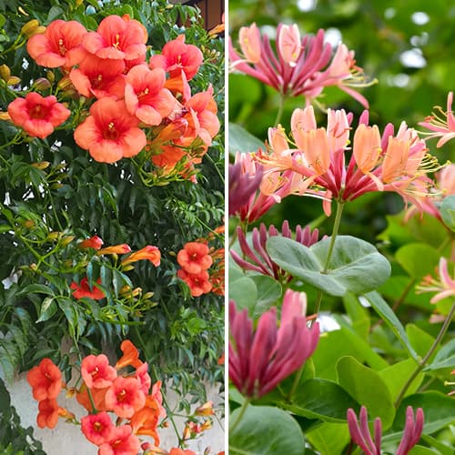 Enredaderas ornamentales, 2 plantas - Plántulas: Ilość w opakowaniu: 2 plant