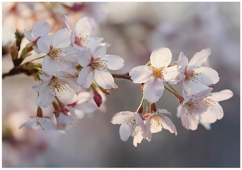 Fototapeta WALLARENA Do Sypialni Salonu Na Flizelinie Kwiaty Natura Wiśni Różowy 250x175 cm 16044VX5 1 szt.